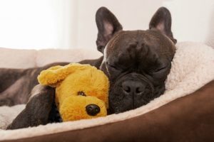 Französische Bulldogge die schläft